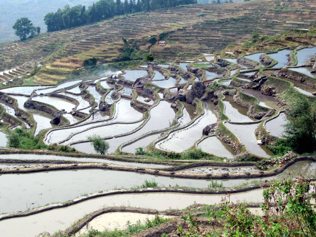 Water-filled irregular terrace plots at Duoyishu in Yuanyang